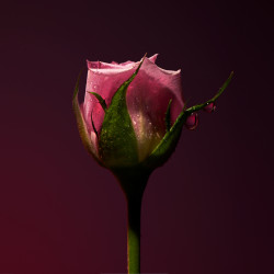 Olfactive Studio - Sepia Collection: Rose Shot Ekstrakt perfum